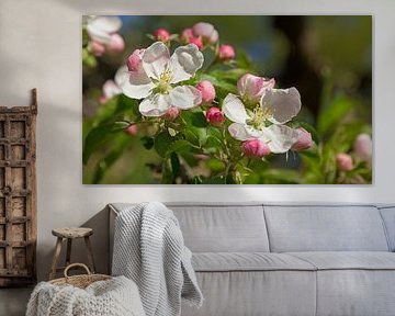 apple blossoms at springtime