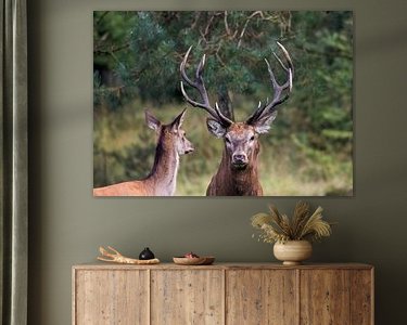 Aperçu de la chambre