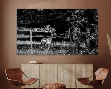 Red deer dans la forêt sur Wildfotografie NL