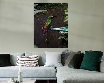 Kolibrie van Joelle van Buren