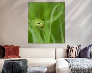 Treefrog sur Ed van Loon