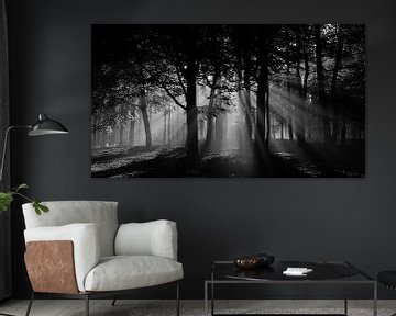 Zonnestralen in het bos (zwartwit) von Theo Klos