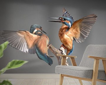 Kingfisher squabble by Kirsten Geerts