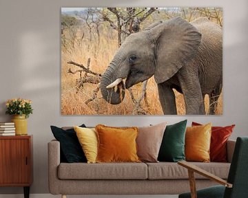 Elefant Südafrika von Paul Franke