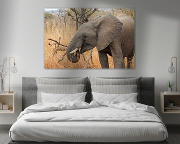 Olifant Zuidafrika