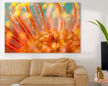 Oranje bloem met waterdruppels van Nannie van der Wal