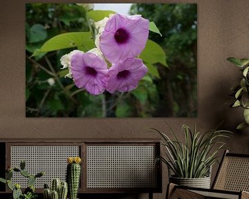 paarse bloem by Bc de groot