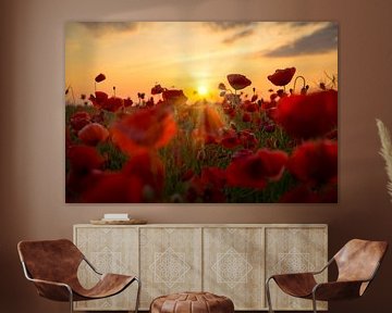 Poppies at sunset by Thomas Froemmel