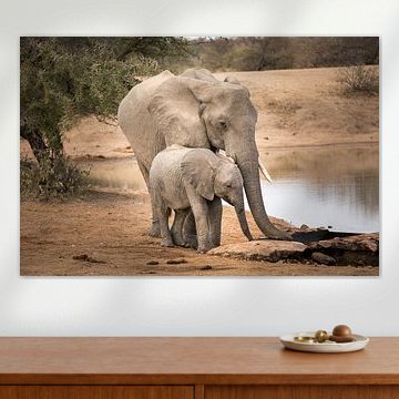 Eléphant avec veau sur Thomas Froemmel