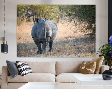 Rhino Portrait II van Thomas Froemmel