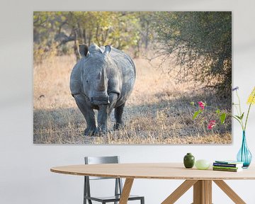Rhino Portrait II van Thomas Froemmel