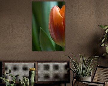 Tulipe sur Cees van Miert