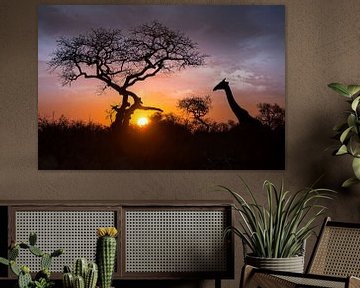 Giraffe in de zonsondergang van Thomas Froemmel
