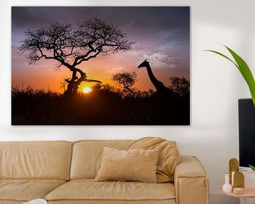 Sunset Giraffe van Thomas Froemmel