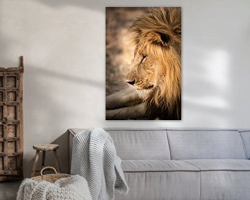 Lion Portrait van Thomas Froemmel