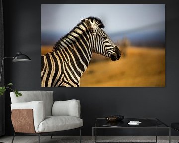 Zebra Portrait von Thomas Froemmel