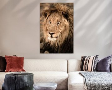 Lion Portrait by Thomas Froemmel