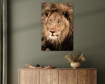 Lion Portrait van Thomas Froemmel