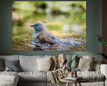 Angolees blauwfazantje (Blue Waxbill)