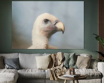 Gänsegeier - Griffon Vulture von Dagmar Marina