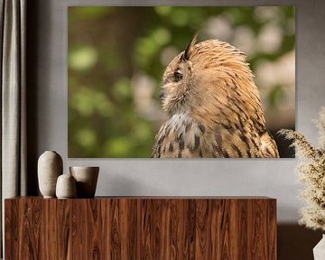 Uhu - eagle owl sur Dagmar Marina