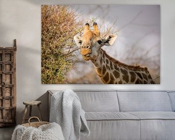 Giraffe by Thomas Froemmel
