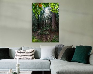 Jacobsladder zonnestralen in het bos van Fotografiecor .nl