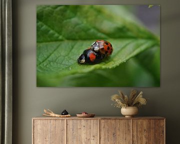 Lieveheersbeestjes tijdens liefdesspel by Con Balfoort