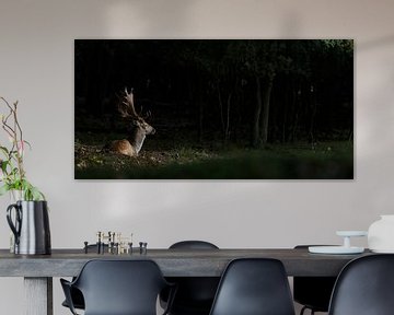 Fallow deer in morning spotlight by Menno Schaefer