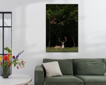 Fallow deer in a spotlight  by Menno Schaefer