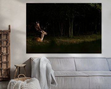 Fallow deer in a spotlight  von Menno Schaefer