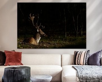 Fallow deer in a spotlight 