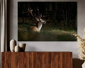 Fallow deer in a spotlight  sur Menno Schaefer