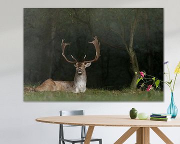 Fallow deer in a spotlight  by Menno Schaefer