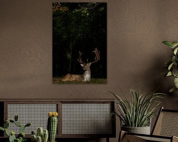 Fallow deer in a spotlight 