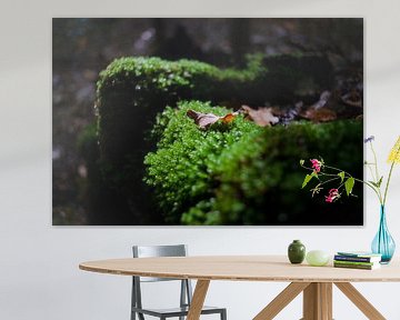 Beautiful green moss in the sunlight with an autumn leaf by Fotografiecor .nl