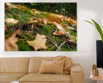 Pilz im Herbstwald mit Blättern von Fotografiecor .nl