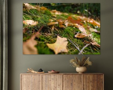 Champignon dans une forêt d'automne avec des feuilles sur Fotografiecor .nl