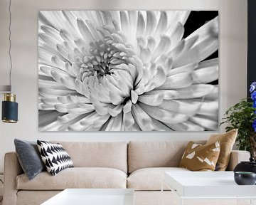 White Dhalia by Joost Lagerweij