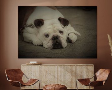 Bulldog
