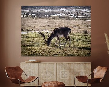 Image en couleur d'un cerf dans la zone de dunes en Hollande du Nord, Pays-Bas sur Hans Post