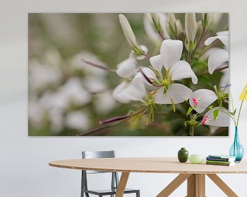 white flowers