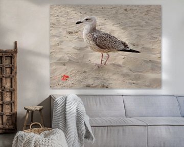 Zeemeeuw op strand - 2