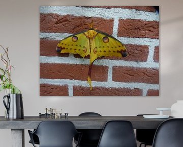 Een vlinder die tegen de muur aanzit.
