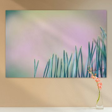 Macro shot from a pine-tree