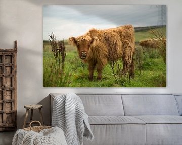 Schotse hooglander (rund) van Marco Herman Photography