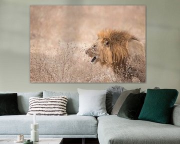 Prachtige leeuw. van Francis Dost