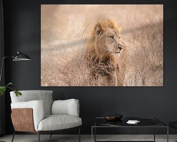 Lion in the grass in Zimbabwe by Francis Dost