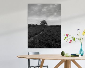 Veluwe heathland  by Jan Joost Koerts