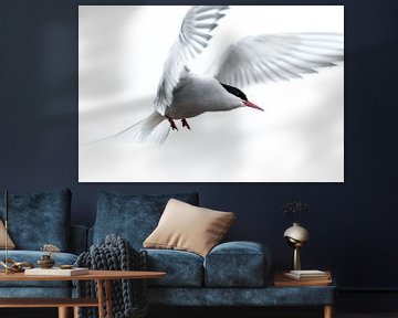 Arctic Tern by Stijn Smits